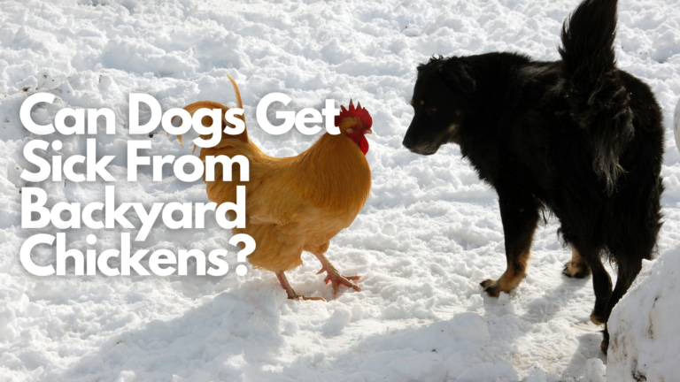 Can Dogs Get Sick from Backyard Chickens? Understanding the Risks and Precautions