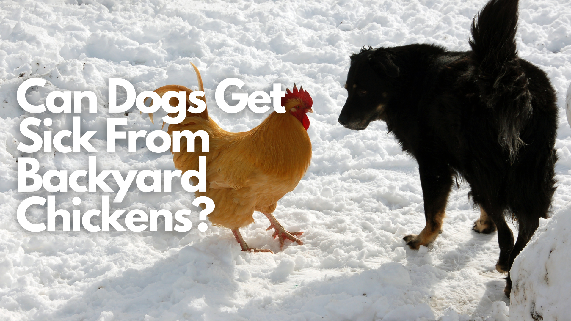 Can Dogs Get Sick From Backyard Chickens?