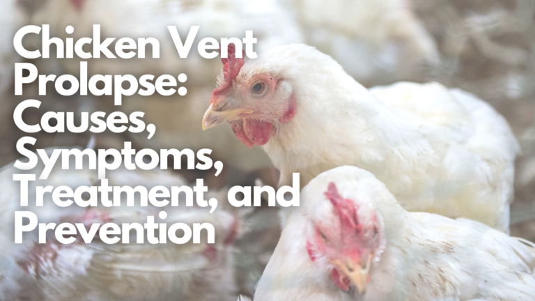 Chicken Vent Prolapse: Causes, Symptoms, Treatment, and Prevention