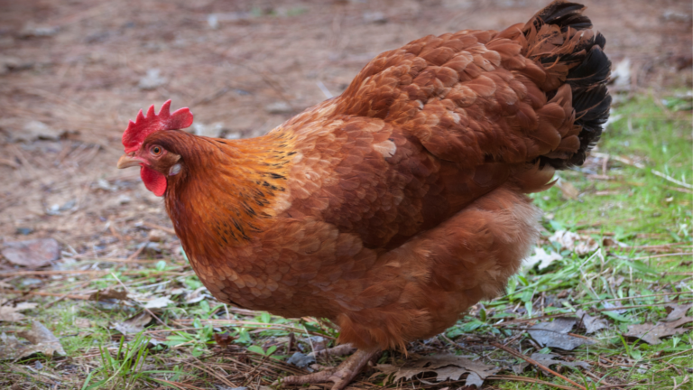 Rhode Island Red Breed Profile