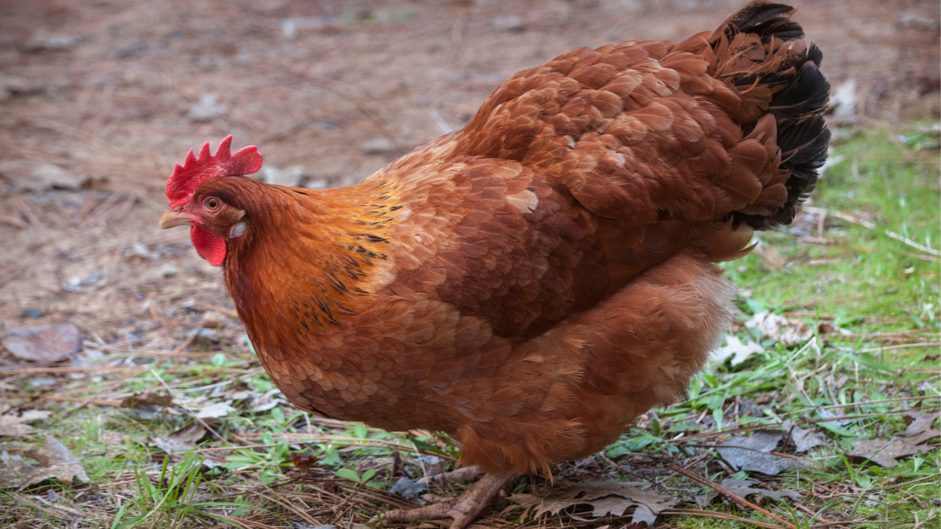 Rhode Island Red Breed chicken squatting down on dirt and grass