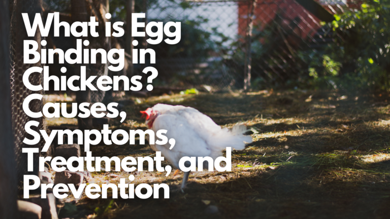 What is Egg Binding in Chickens? Causes, Symptoms, Treatment, and Prevention